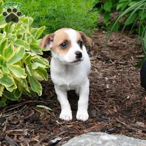 Patsy, Jack-A-Ranian Puppy